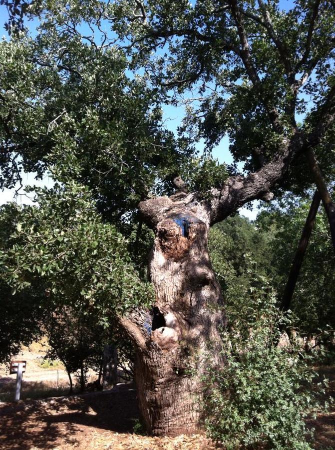 Villa Oak Shade Bethlehem of Galilee Exterior foto